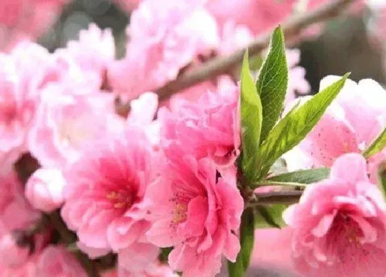 花期|樱花树花期是什么时候
