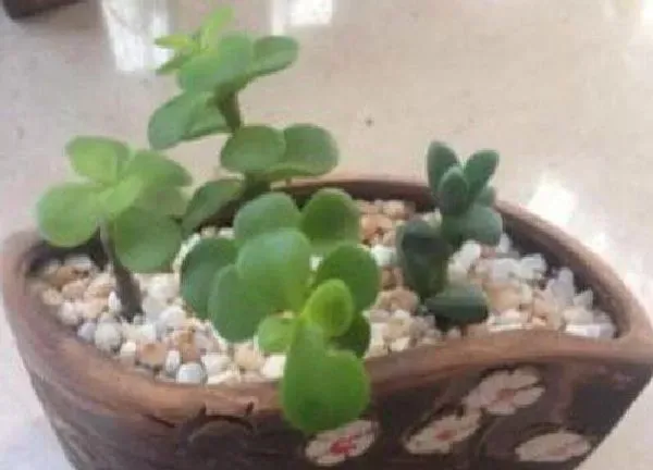 植物扦插|金枝玉叶插枝能活吗