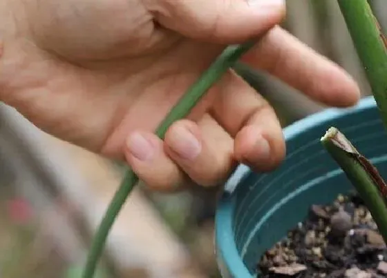 植物修剪|鹤望兰怎么修剪方法