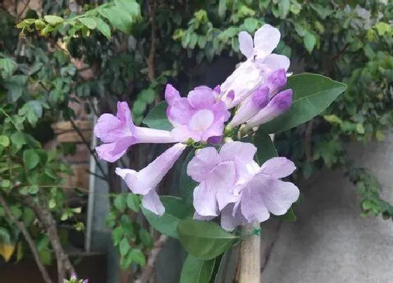 冬天植物|蒜香藤耐寒吗