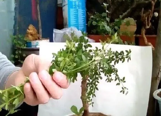 植物修剪|迎春盆景什么时候剪枝合适