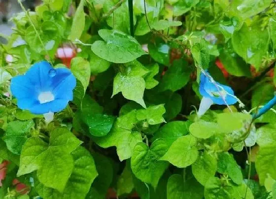 植物百科|牵牛花有几种颜色 分别是什么颜色与