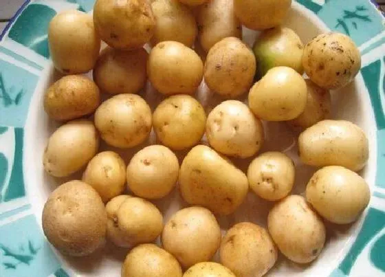果实保存|熟土豆可以冷冻保存吗