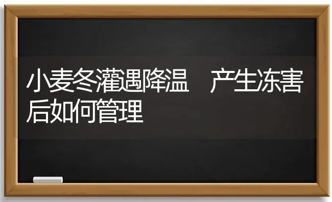 小麦冬灌遇降温 产生冻害后如何管理 | 粮油作物种植