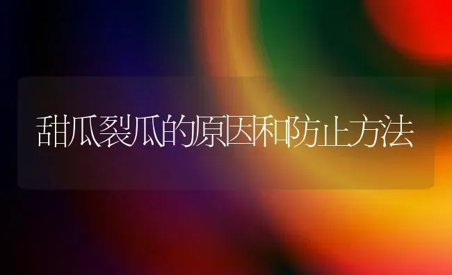 甜瓜裂瓜的原因和防止方法 | 瓜果种植