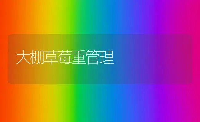 大棚草莓重管理 | 瓜果种植