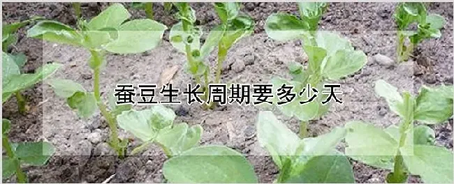 蚕豆生长周期要多少天 | 种植技术