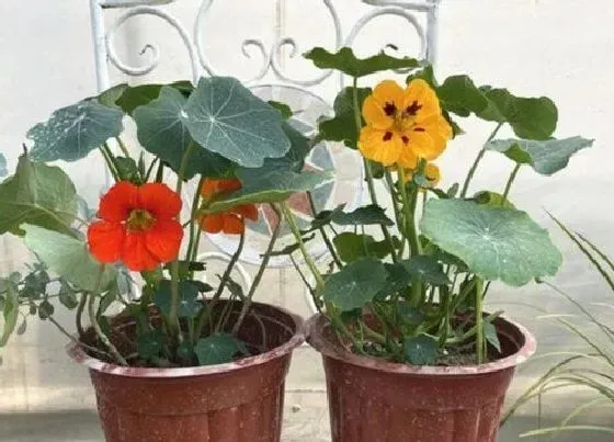 植物繁殖|旱金莲怎么繁殖方法和注意事项