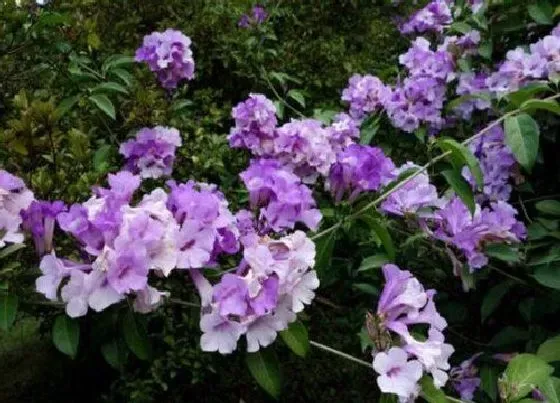 冬天植物|蒜香藤耐寒吗