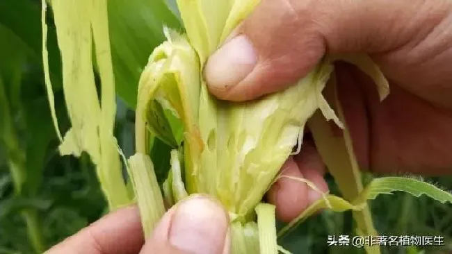 植物虫害|玉米螟用什么药效果最好（玉米螟打什么杀虫剂农药）