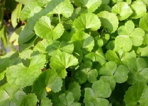 植物种类|铜钱草和积雪草是一种植物吗