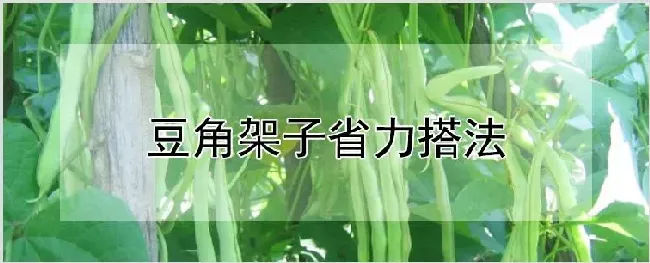 豆角架子省力搭法 | 耕种资料