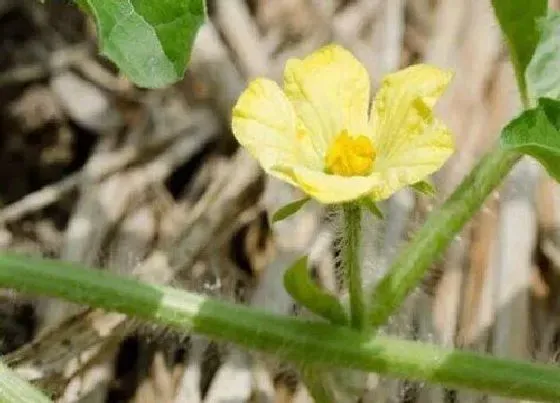 植物百科|西瓜会开花吗 在什么季节会开花