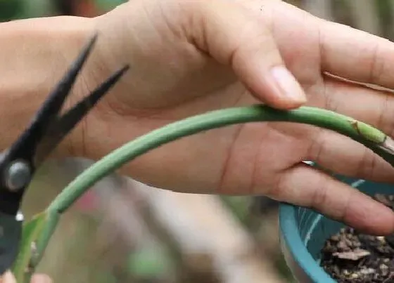 植物修剪|鹤望兰怎么修剪方法