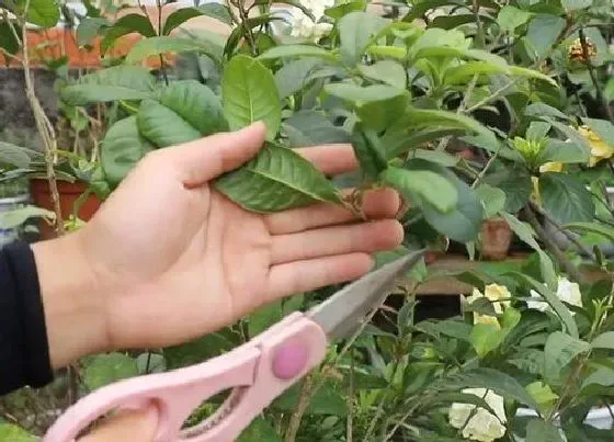 植物排行|四季桂最名贵品种