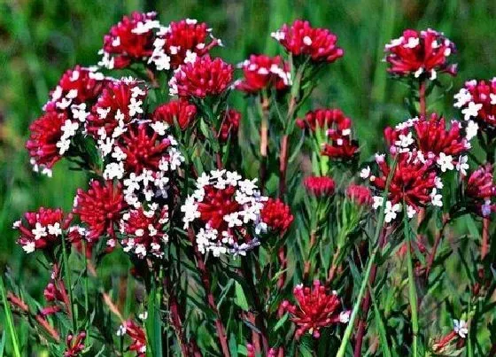 开花时间|狼毒花什么时候开花 花长什么样子