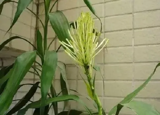 植物百科|富贵竹要晒太阳吗