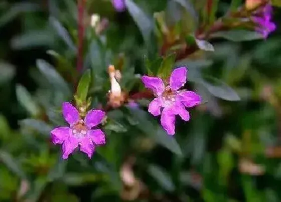 植物修剪|萼距花怎么修剪方法