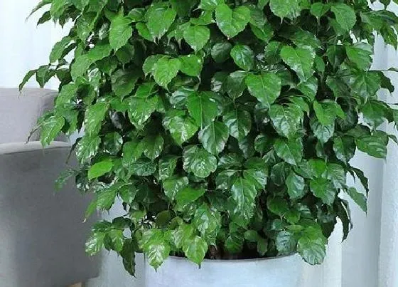 植物修剪|幸福树徒长了怎么办