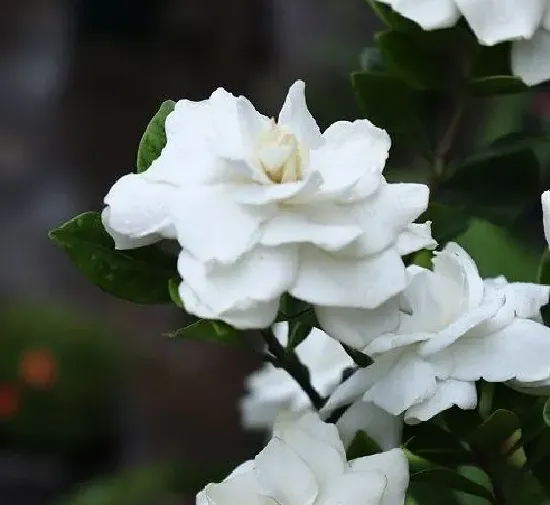 植物修剪|栀子花怎么剪枝 修剪方法及图解