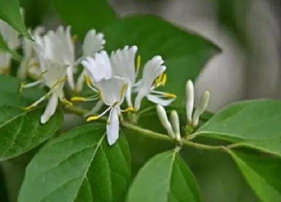 植物毒性|金银木有毒吗 可以放在室内养吗