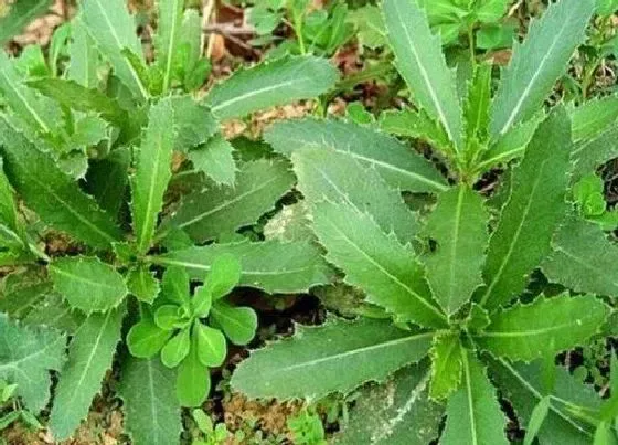 植物百科|和蒲公英叶子很像的草