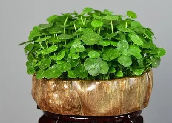 植物招财|家里养什么植物旺财