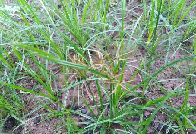 植物百科|三棱草和香附子的区别