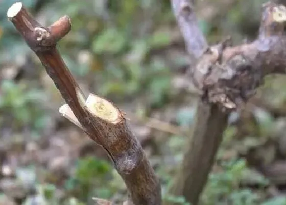 种植管理|葡萄树摘心打顶时间与方法