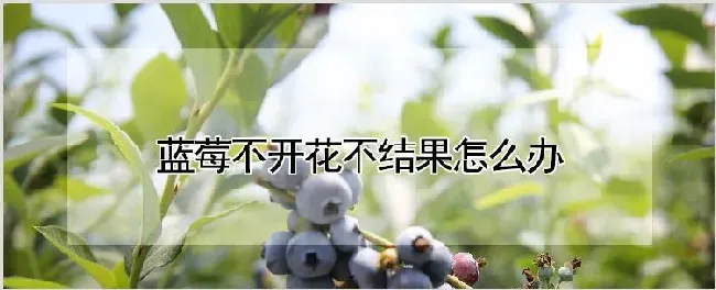 蓝莓不开花不结果怎么办 | 种植技术