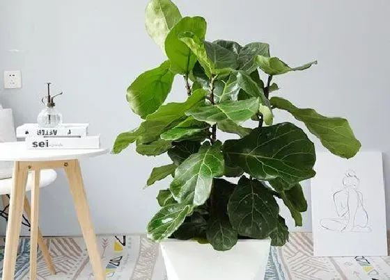 植物寓意|琴叶榕的寓意与风水 象征意义与摆放讲究