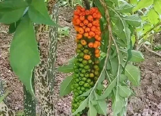 种植管理|魔芋的生长周期是多长时间