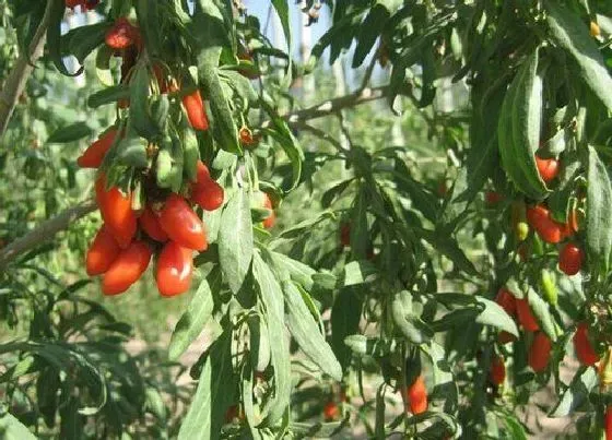 种植管理|枸杞摘心打顶时间与方法