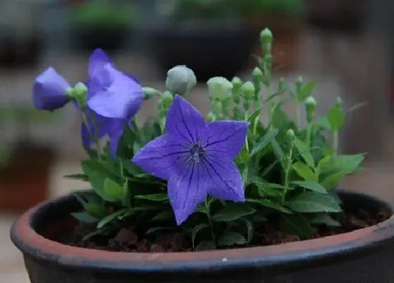 室内摆放|牵牛花盆栽适合在室内养吗