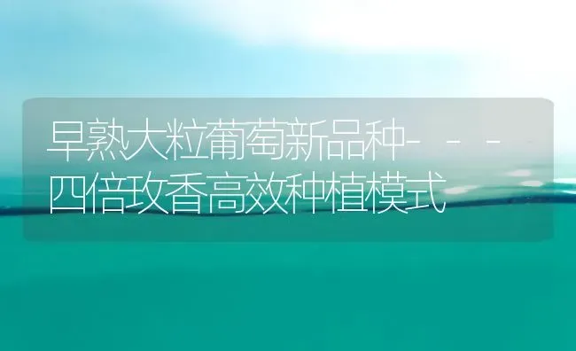 早熟大粒葡萄新品种---四倍玫香高效种植模式 | 植物种植百科