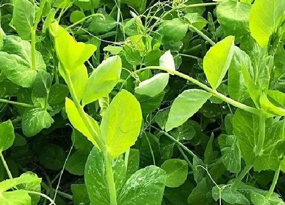 春天植物|豌豆春天可以种吗