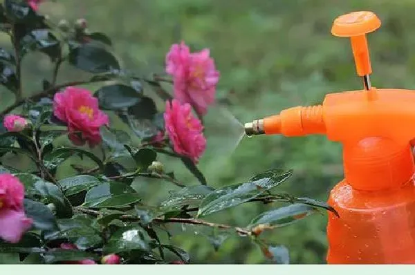 植物浇水|茶叶水可以浇花吗 适合浇什么花