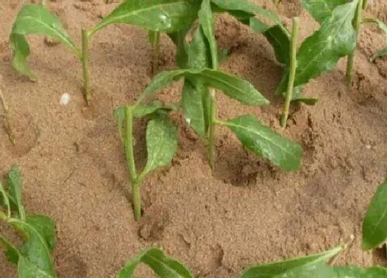 植物繁殖|枸杞扦插繁殖方法和注意事项