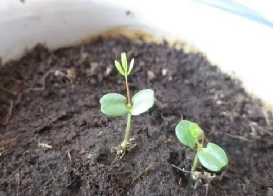 植物播种|含羞草种子怎么种植