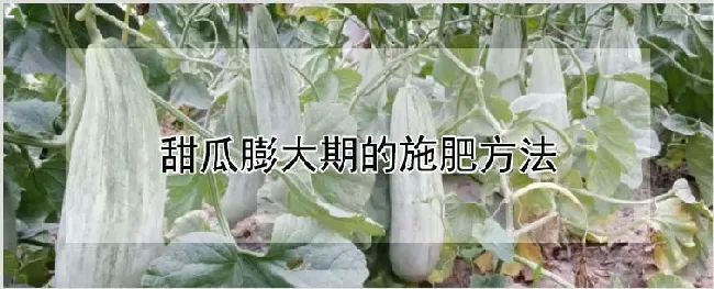 甜瓜膨大期的施肥方法 | 耕种资料