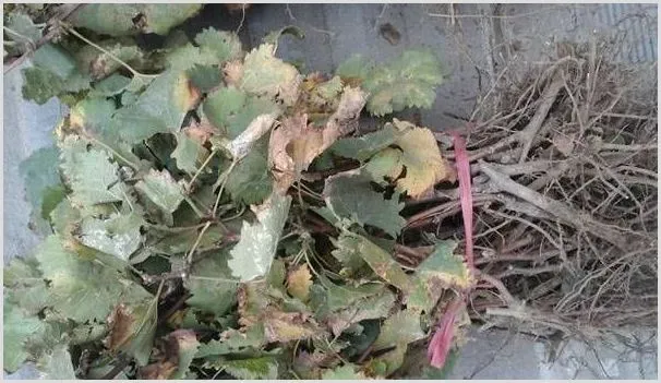 葡萄苗种植时间及方法技术 | 养殖技术