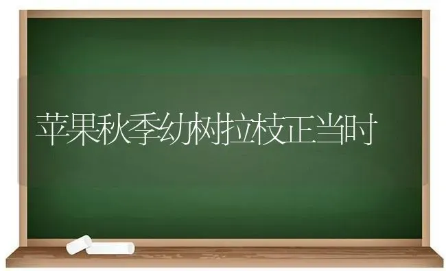 苹果秋季幼树拉枝正当时 | 瓜果种植