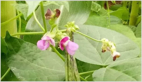 豆角开花期能浇水吗 | 农业科普