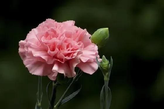 夏天植物|康乃馨夏天怎么养护 夏季养殖方法