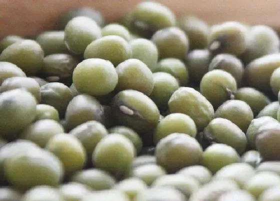 食用科普|绿豆是热性还是凉性