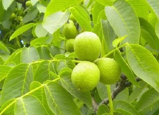摆放风水|家里种核桃树好不好