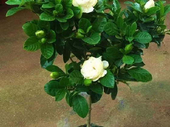 植物毒性|栀子花有毒吗 可以放在室内养吗