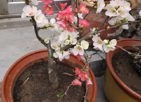 种植土壤|海棠花适合什么土种植