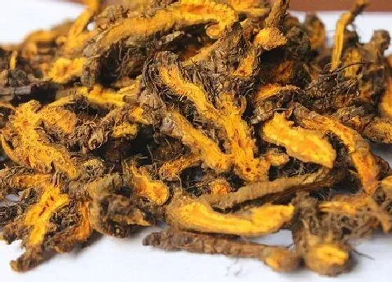 植物排行|黄连什么品种最好