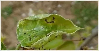 顶捎卷叶蛾的综合防治措施 | 植物病害